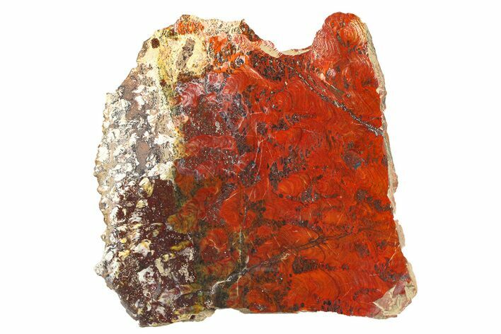 Polished Stromatolite (Collenia) Slab - Minnesota #299836